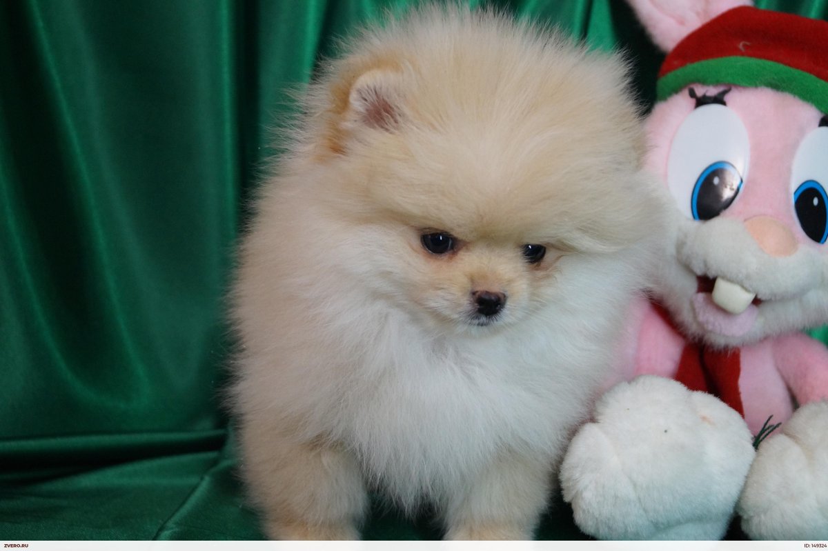 Щенки шпица девочки