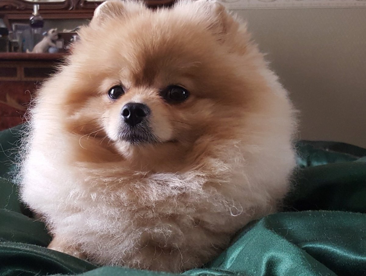 Факты о шпицах померанских