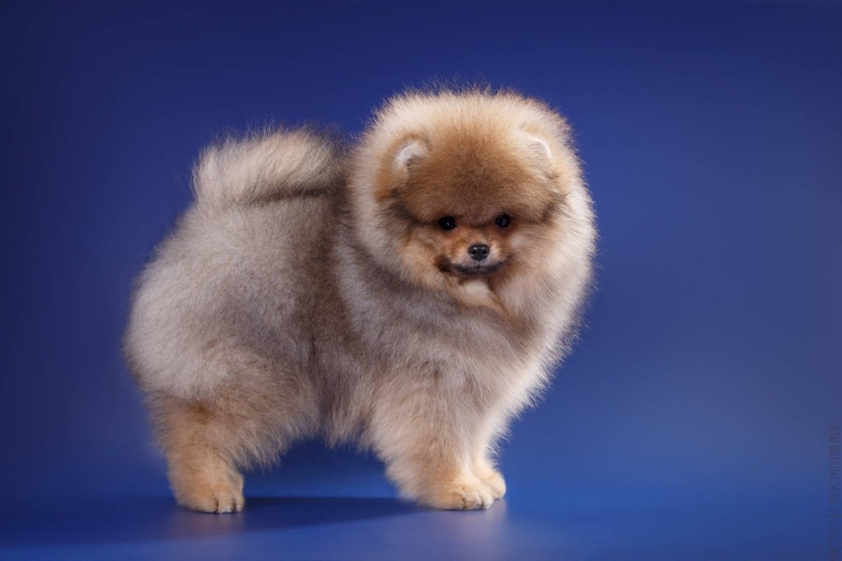 Померанский шпиц