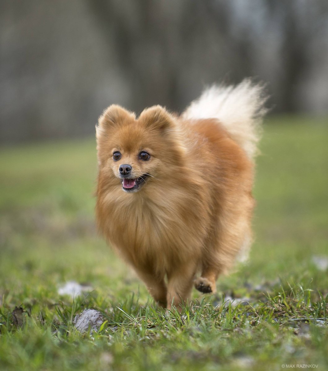 Немецкий шпиц