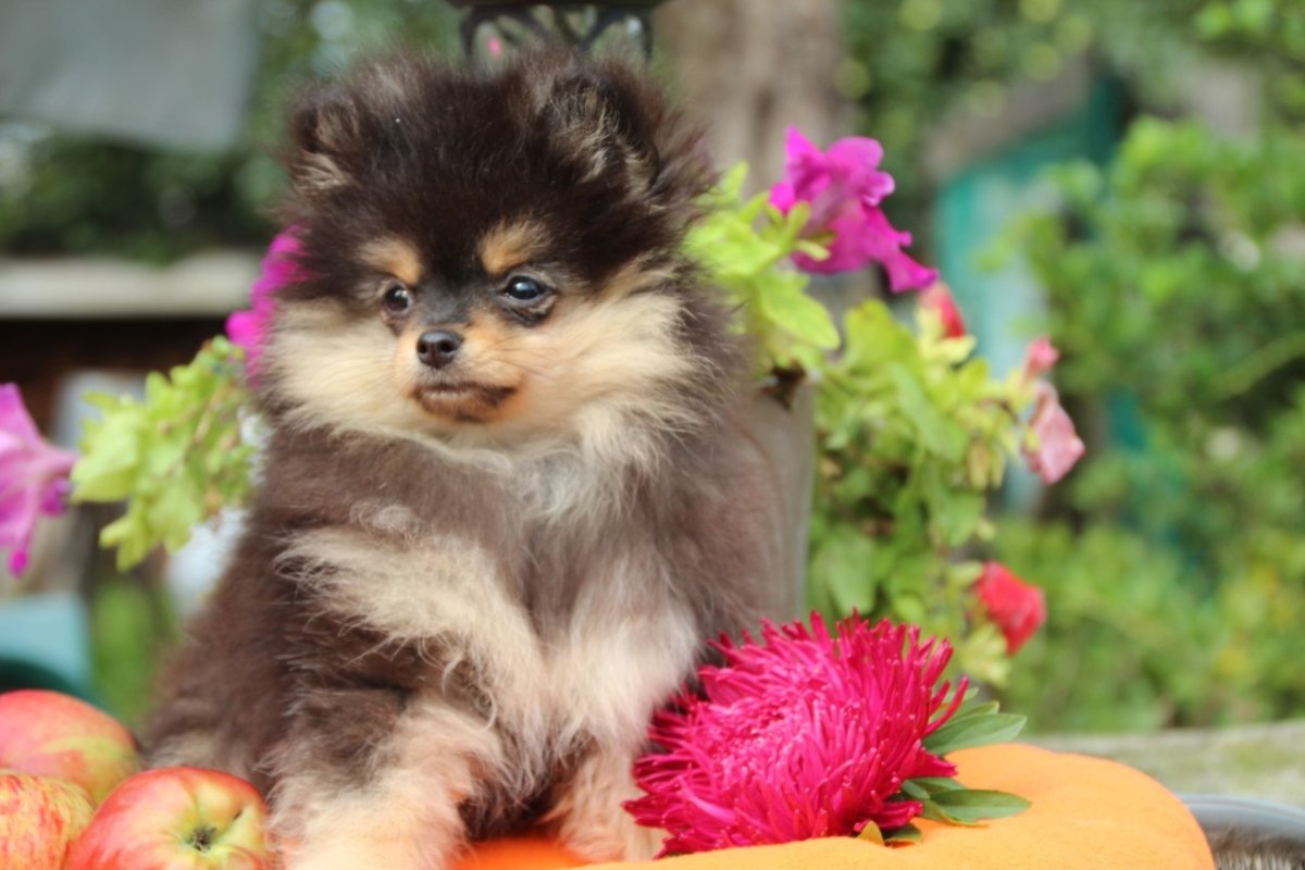 Померанский шпиц