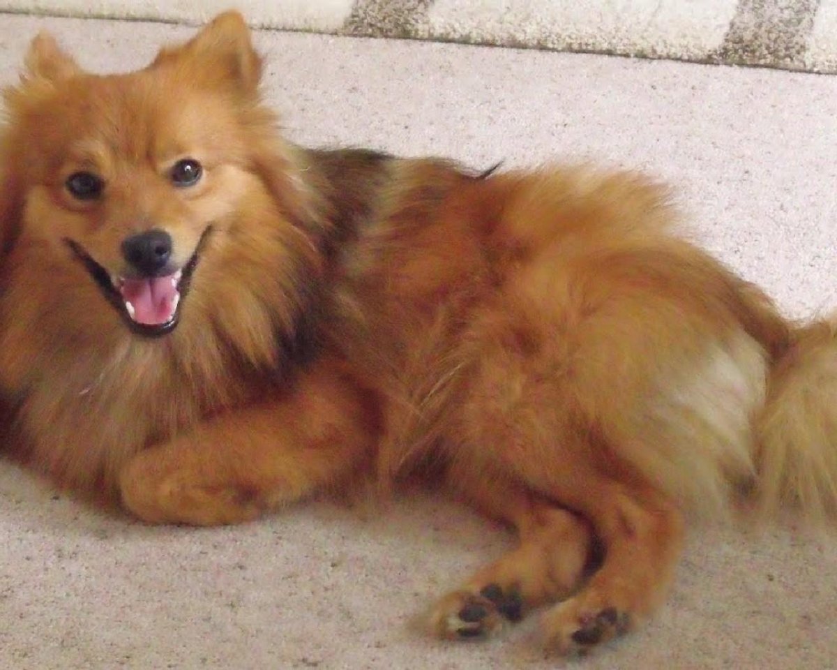 Японский шпиц рыжий