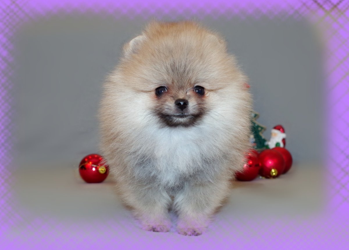 Щенок шпица серо бежевый