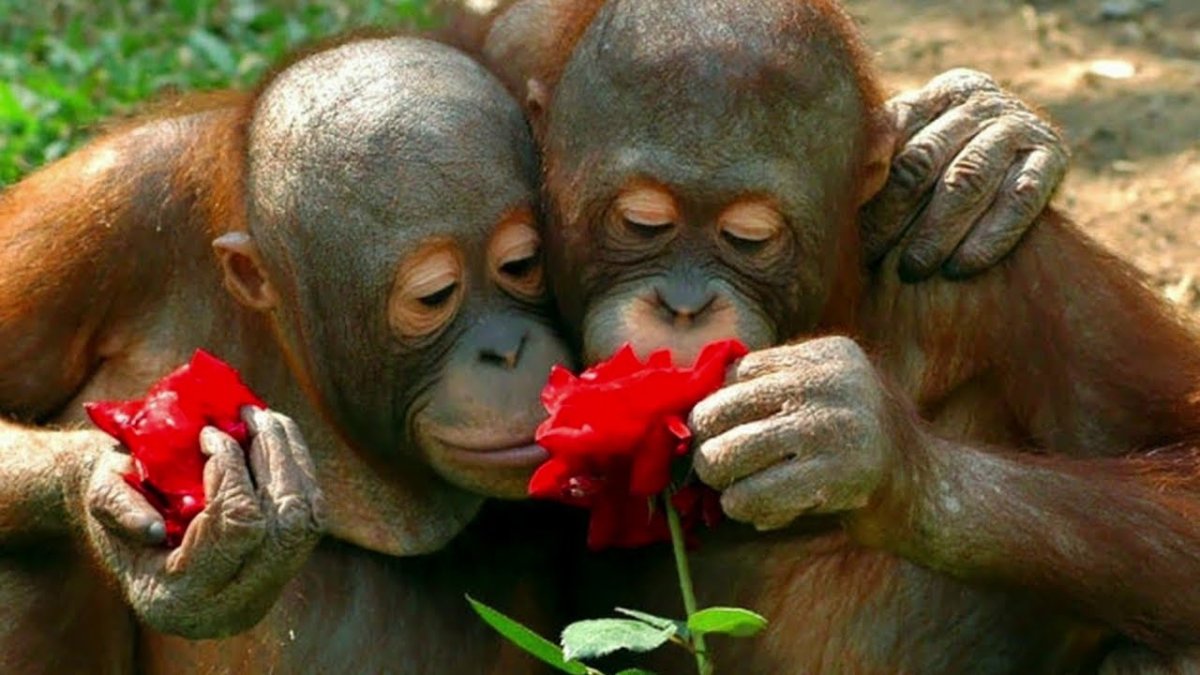 Обезьяна с цветами прикольные