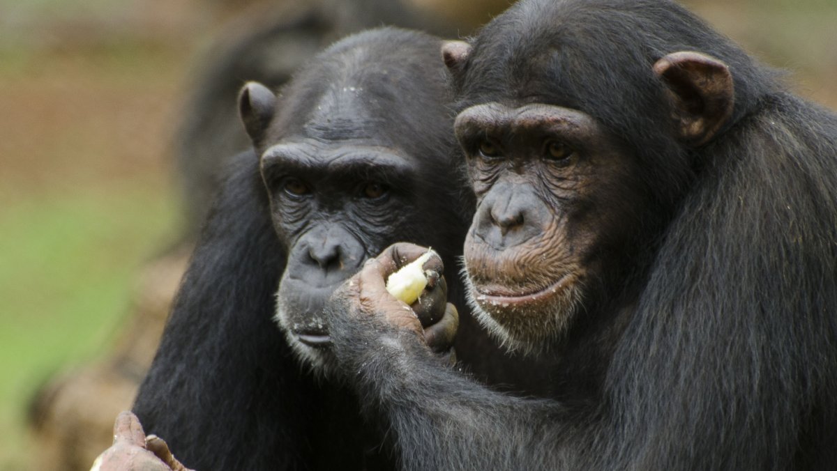 Две мартышки