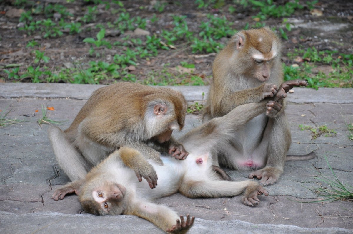 Обезьяны вместе