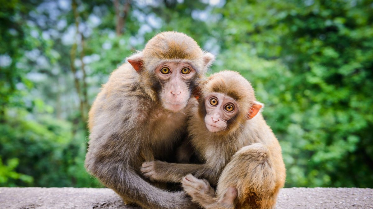 Мартышковые приматы