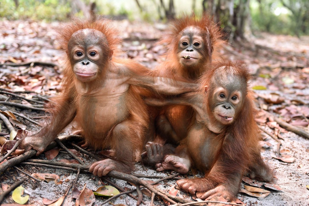 Обезьяны орангутан детеныш