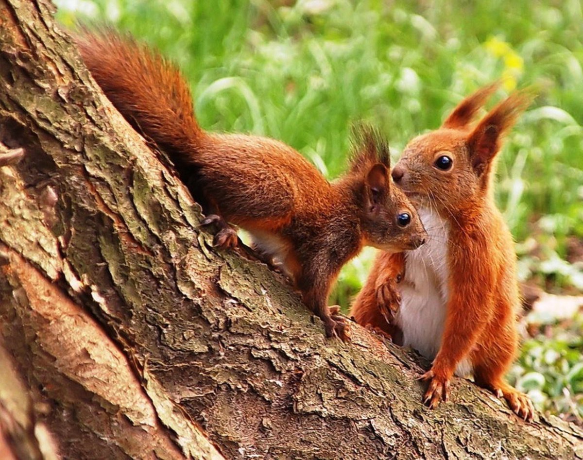 Белка с бельчатами