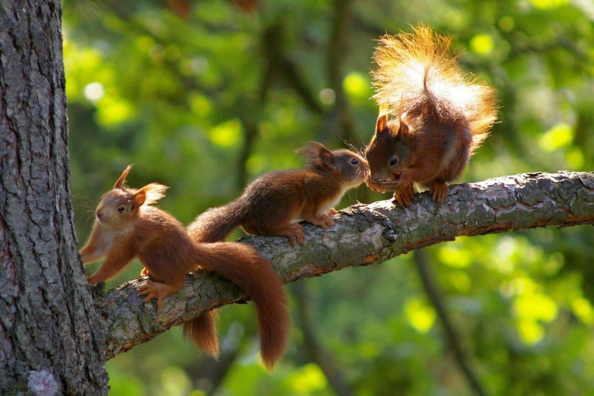 Семейство белочек