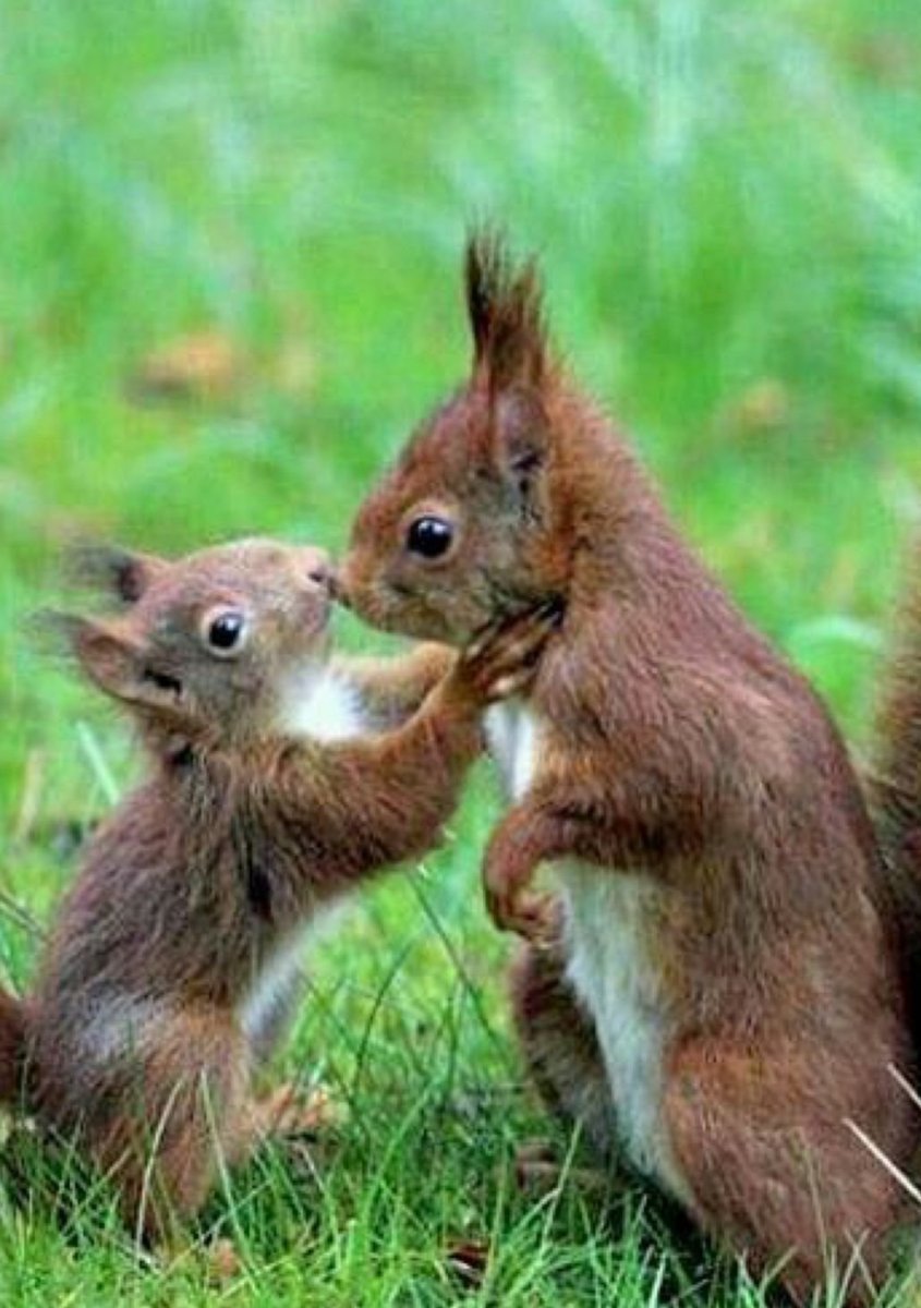 Белка с детенышем