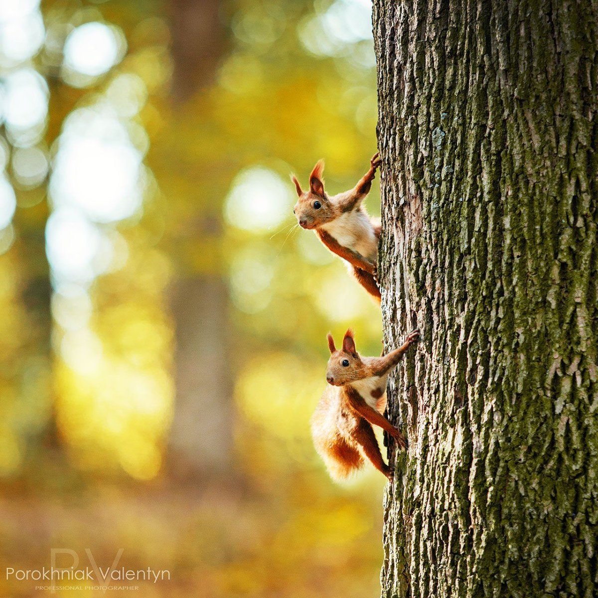Белка на рассвете