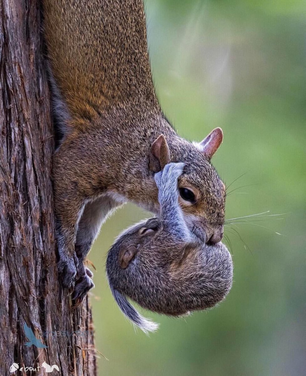 Белка Бельчонок бельчата
