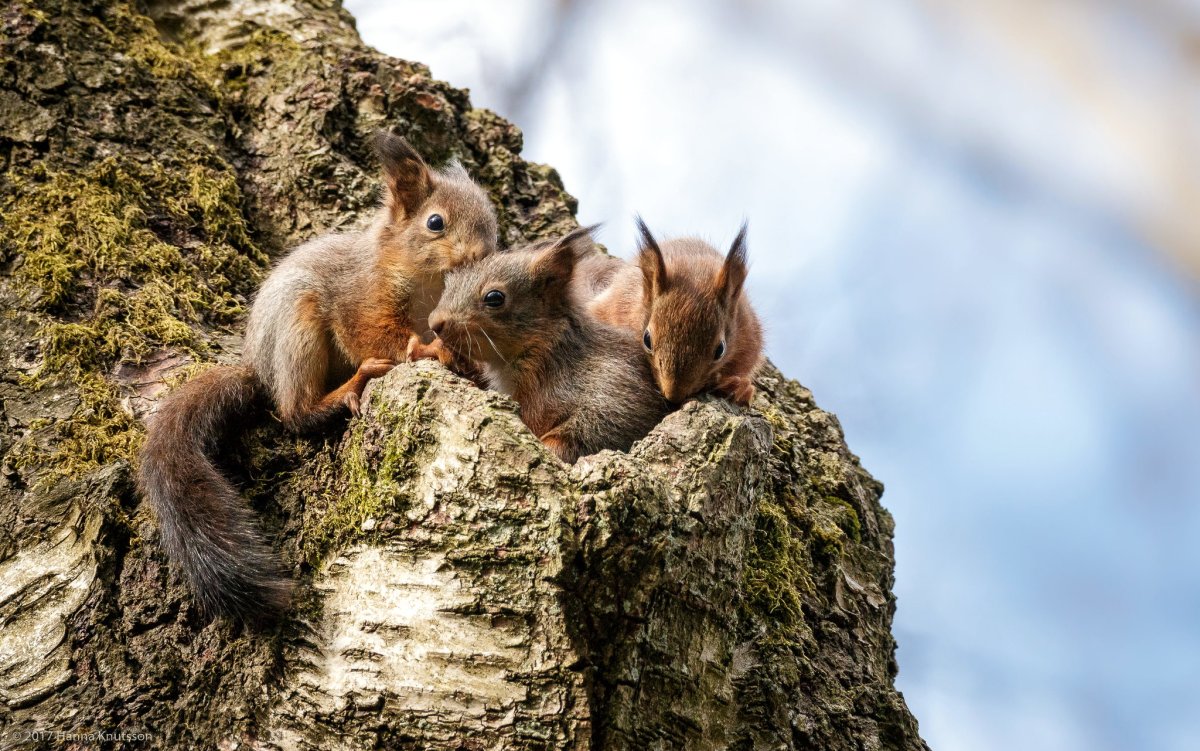 Белка с бельчатами
