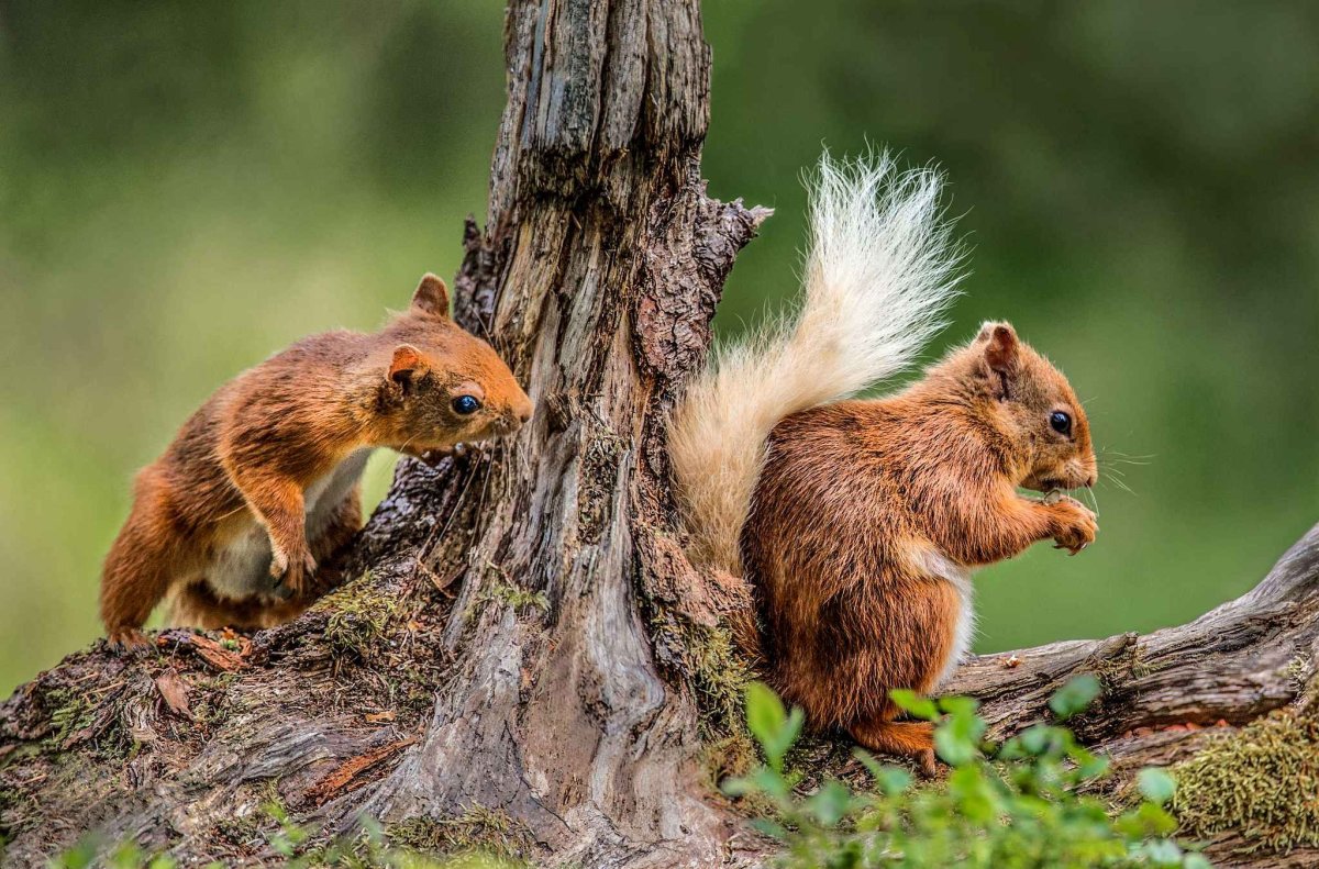 Забавные Лесные животные