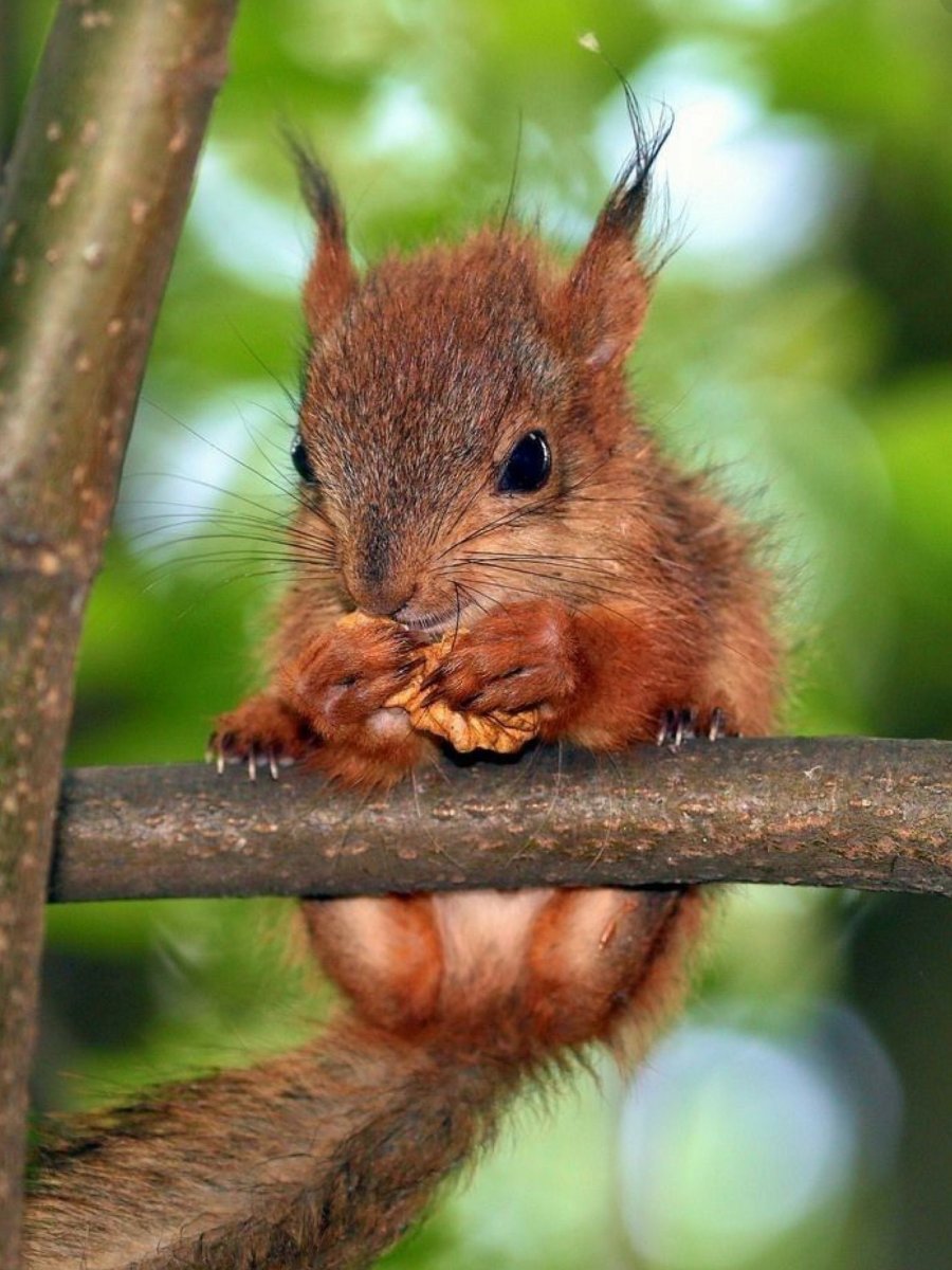 Маленькие бельчата