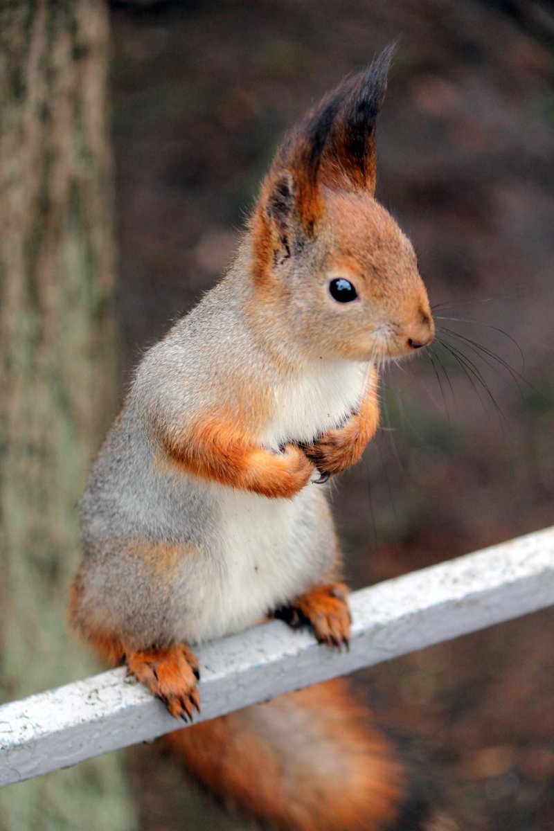 Белка с бельчатами