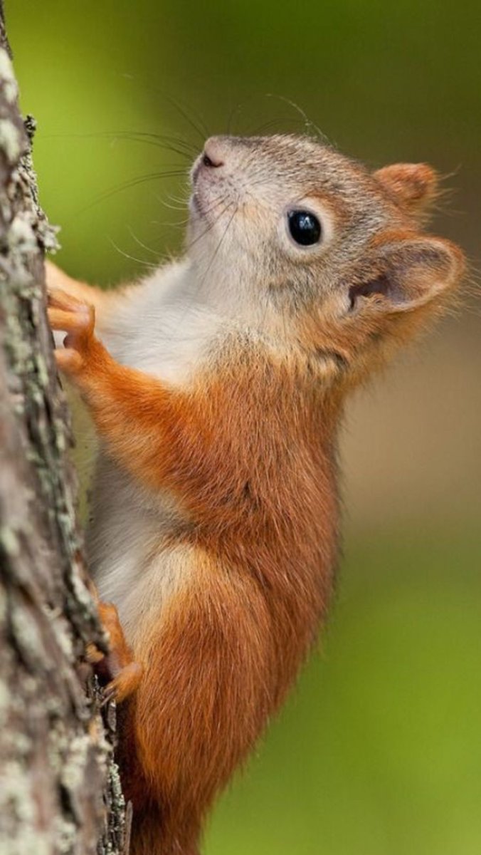 Бурундук и белка