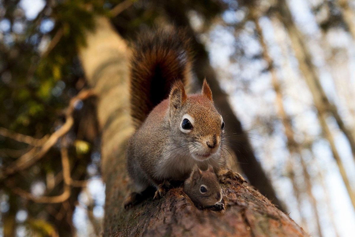 Белка Бельчонок бельчата