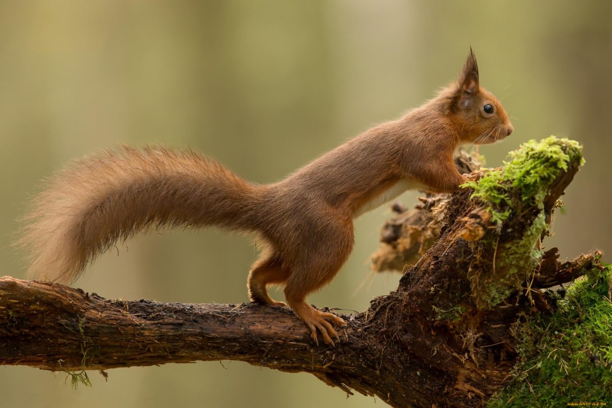 Белкообразные Грызуны