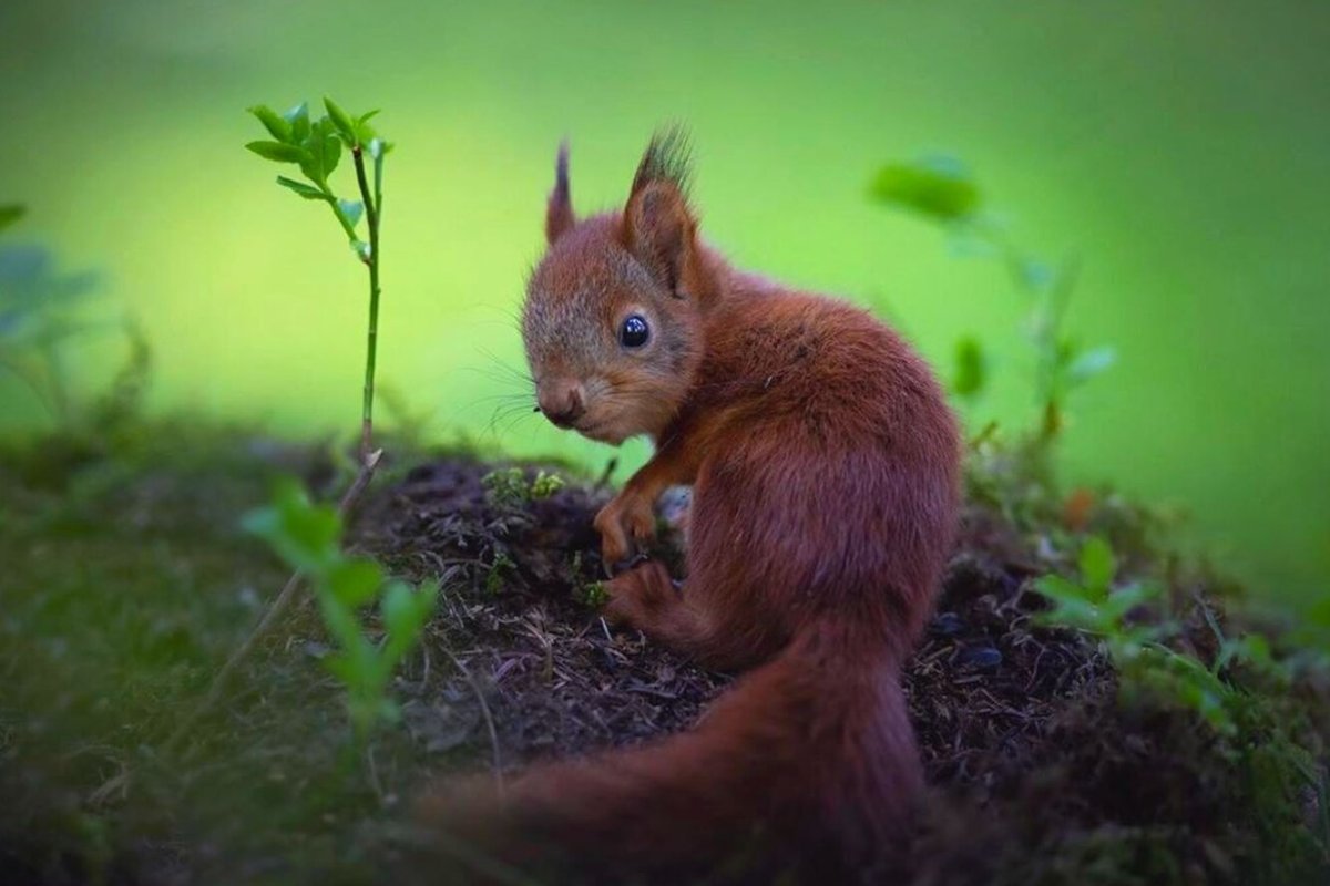 Зеленоглазый Бельчонок