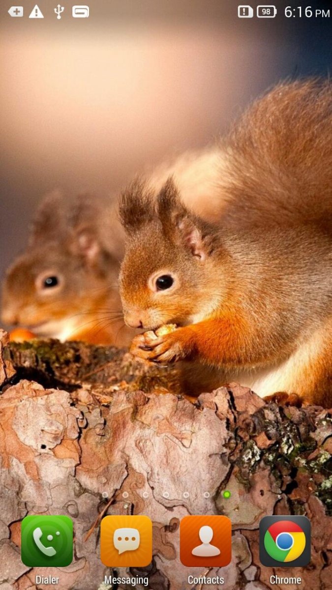 Оранжевая белка