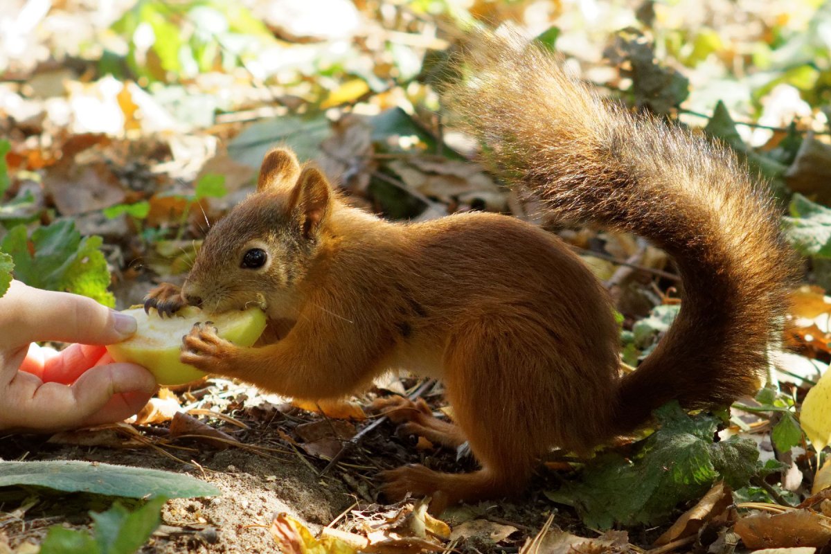 Белка с бельчатами