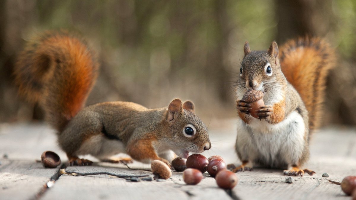 Белка питается желудями