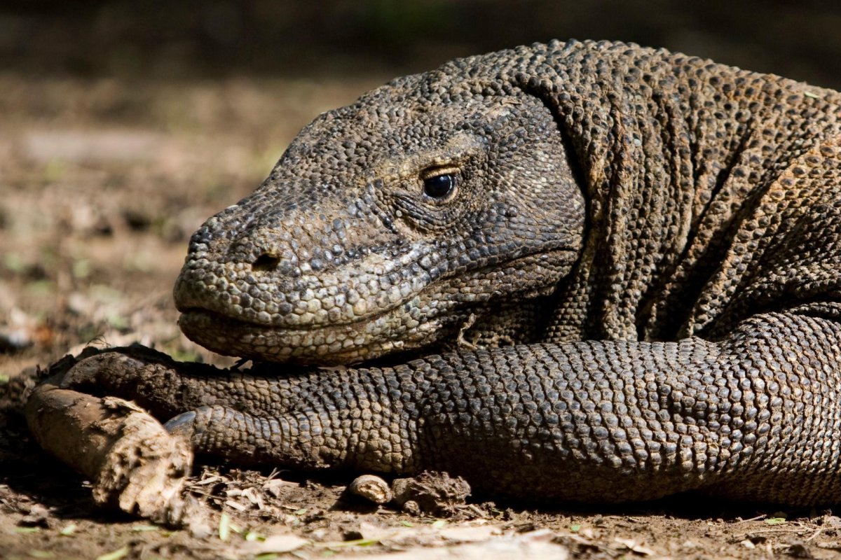 Комодский Варан