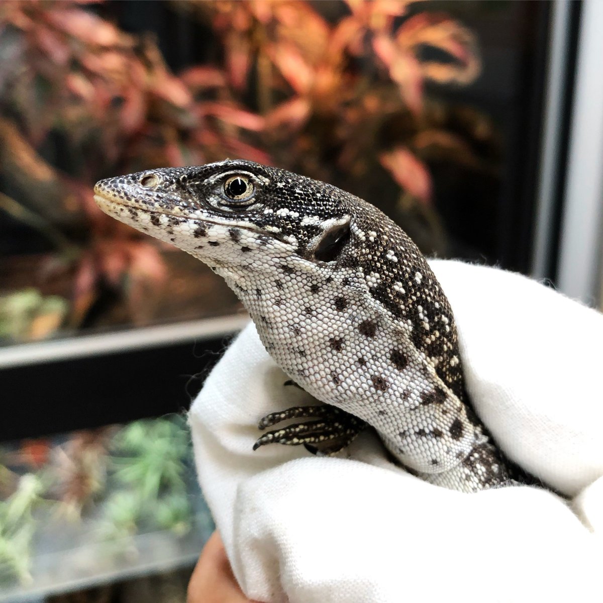 Капский Варан