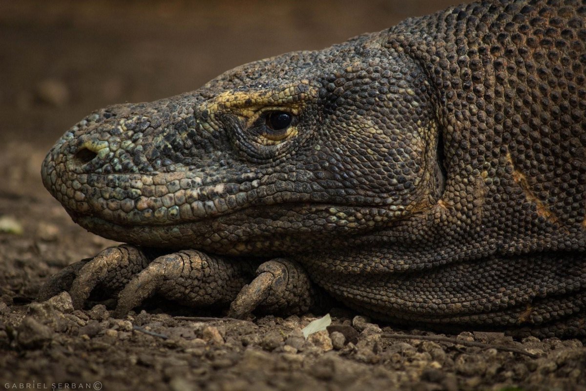 Кожа комодского варана