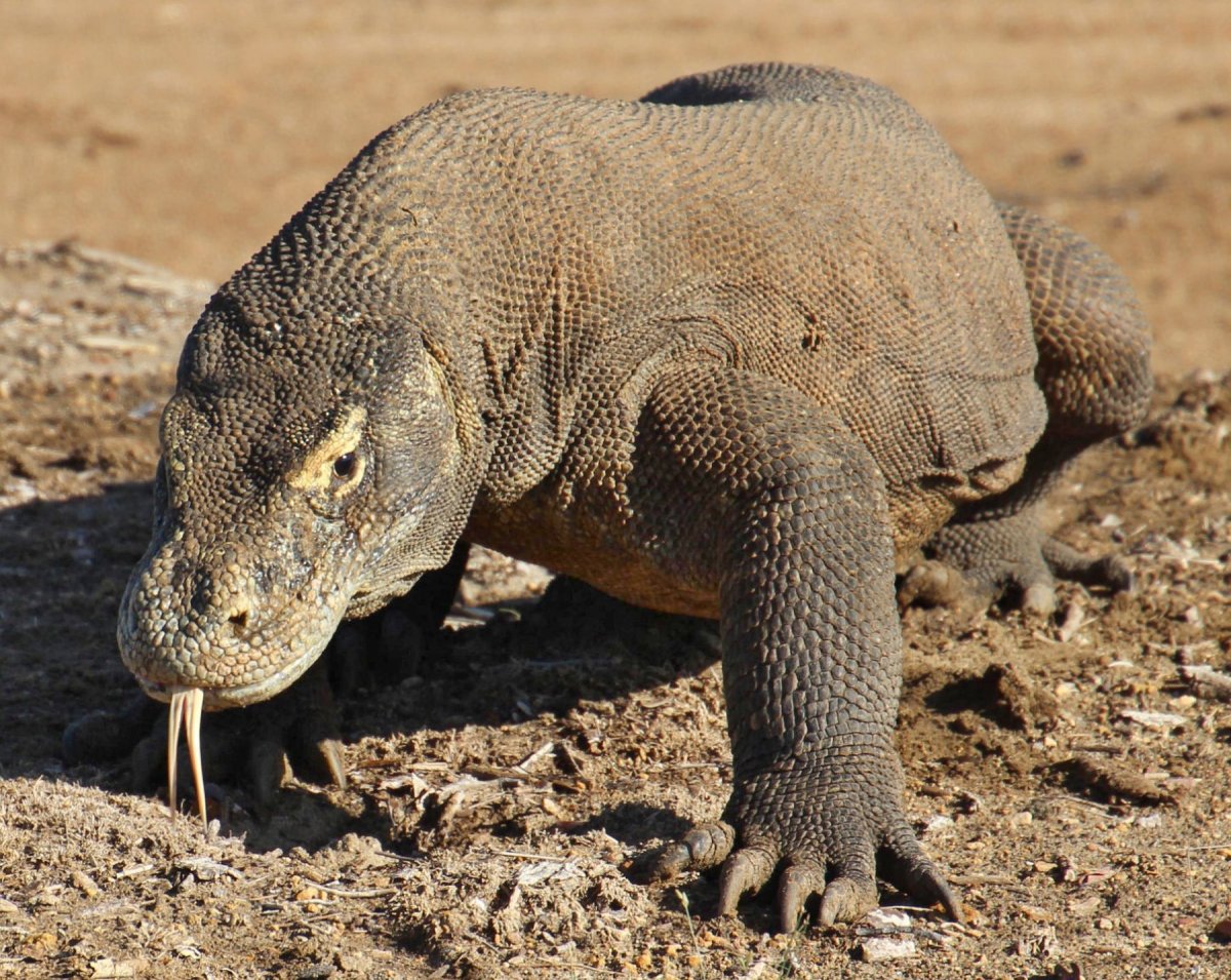 Комодский Варан домашний