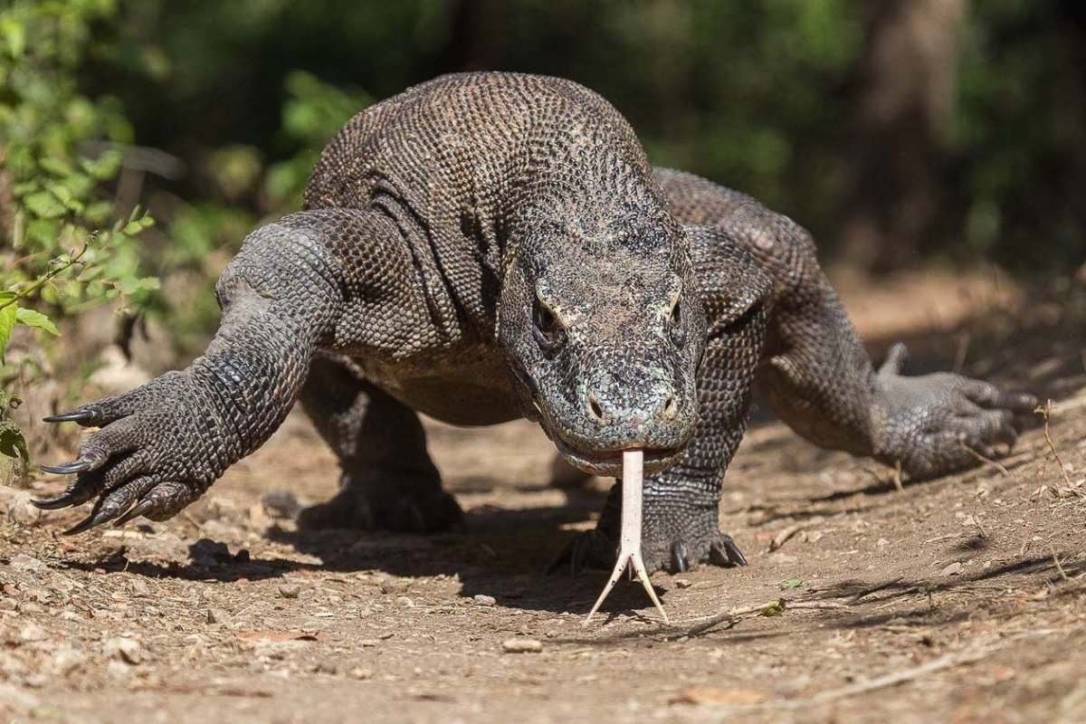 Комодский Варан хвост