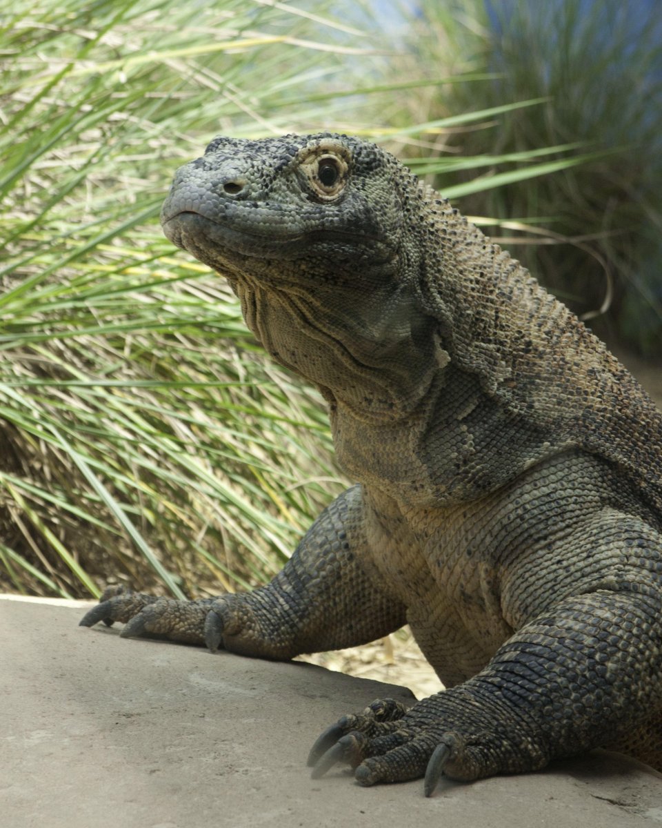 Комодский Варан