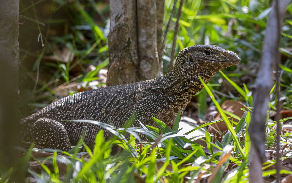 Австралийский карликовый Варан