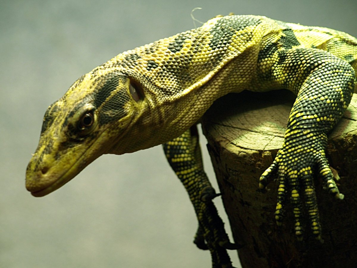 Варан Water Monitor