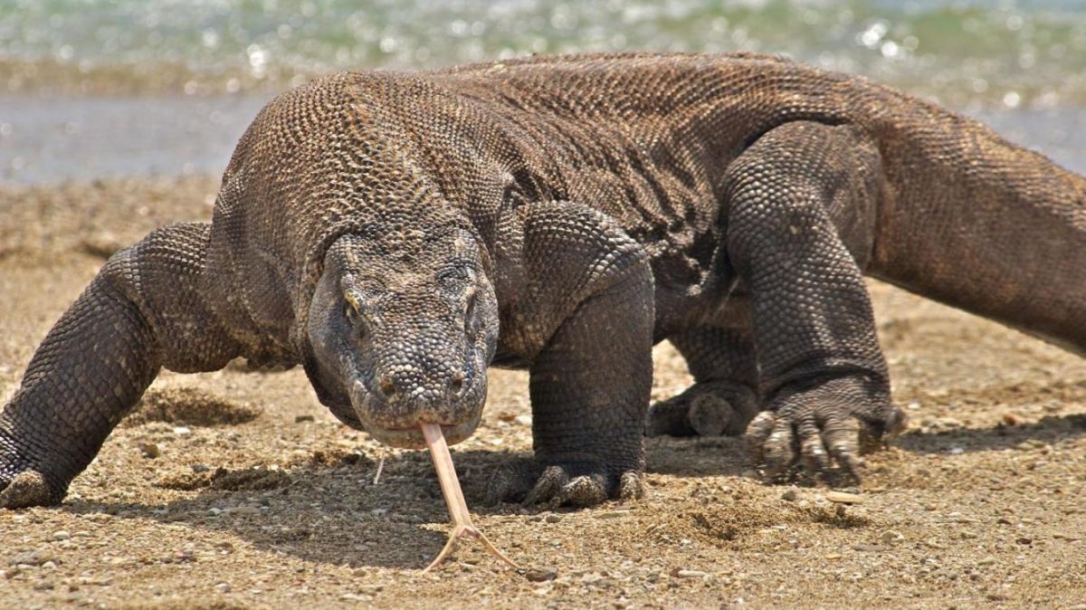 Комодский Варан