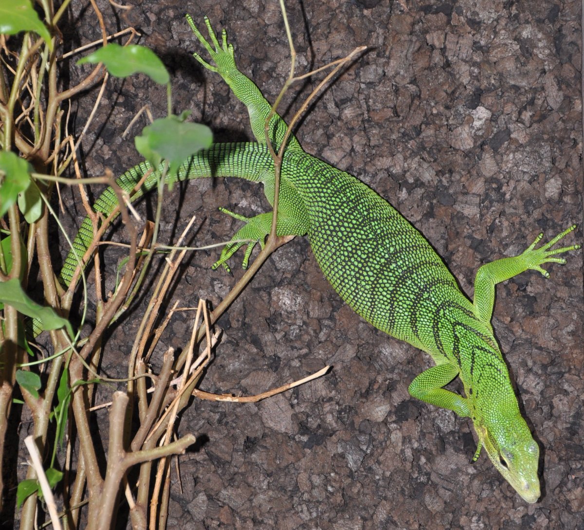Смарагдовый Варан