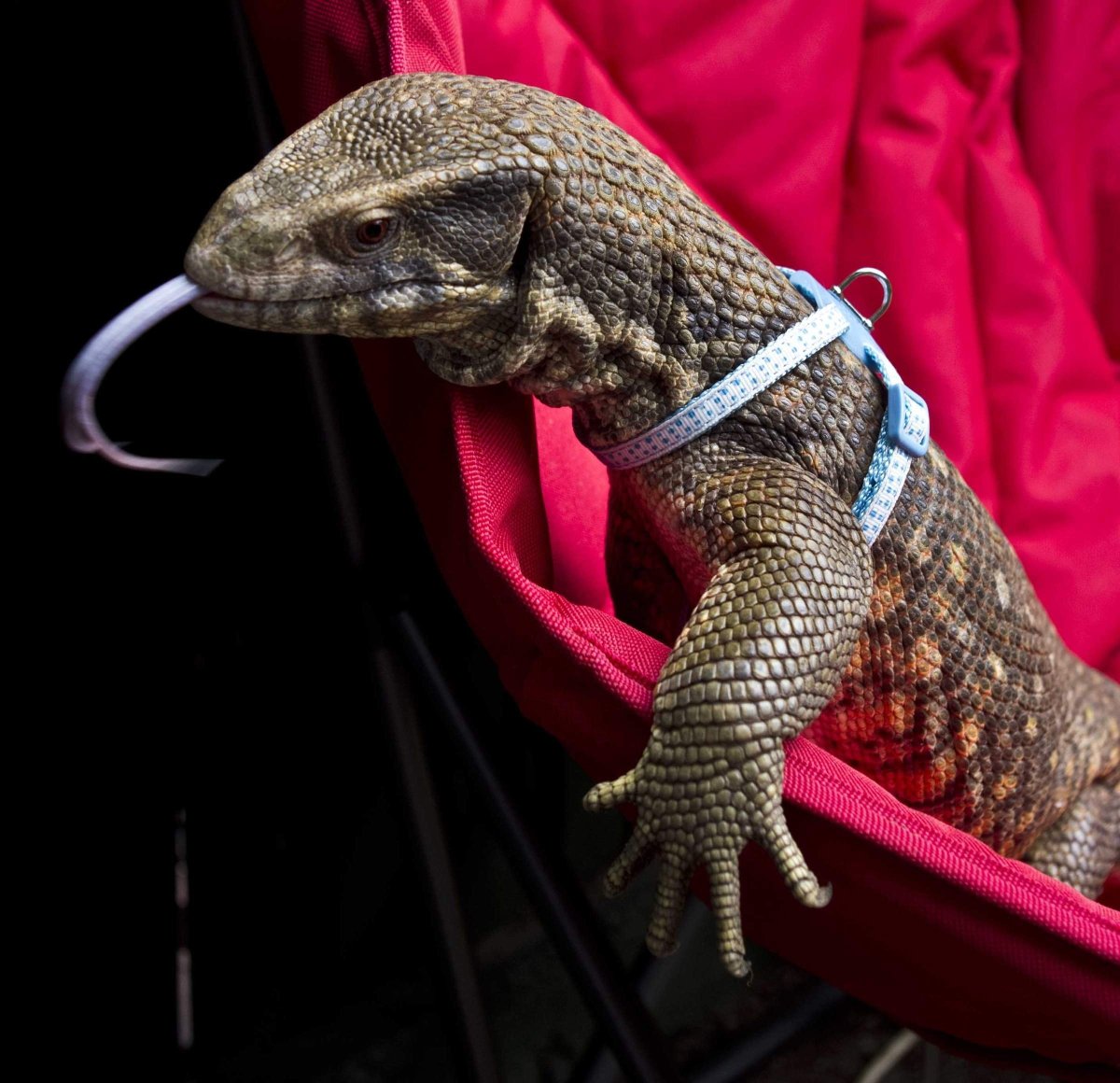 Капский Варан