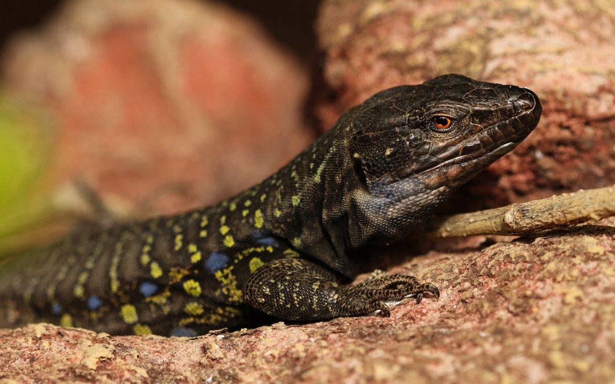 Черный Варан