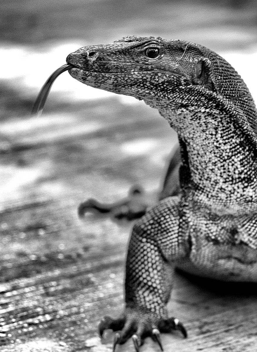 Мадагаскарский Варан