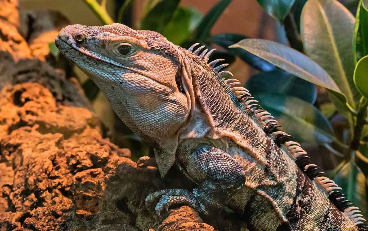 Варан и игуана