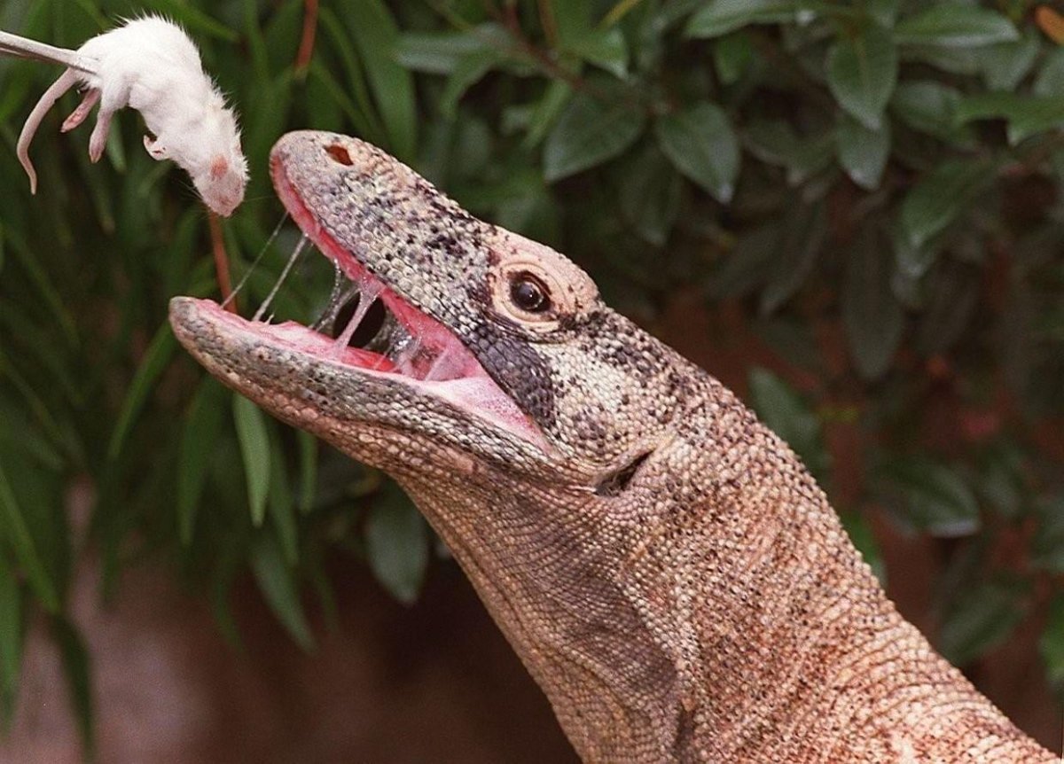 Комодский Варан зубы