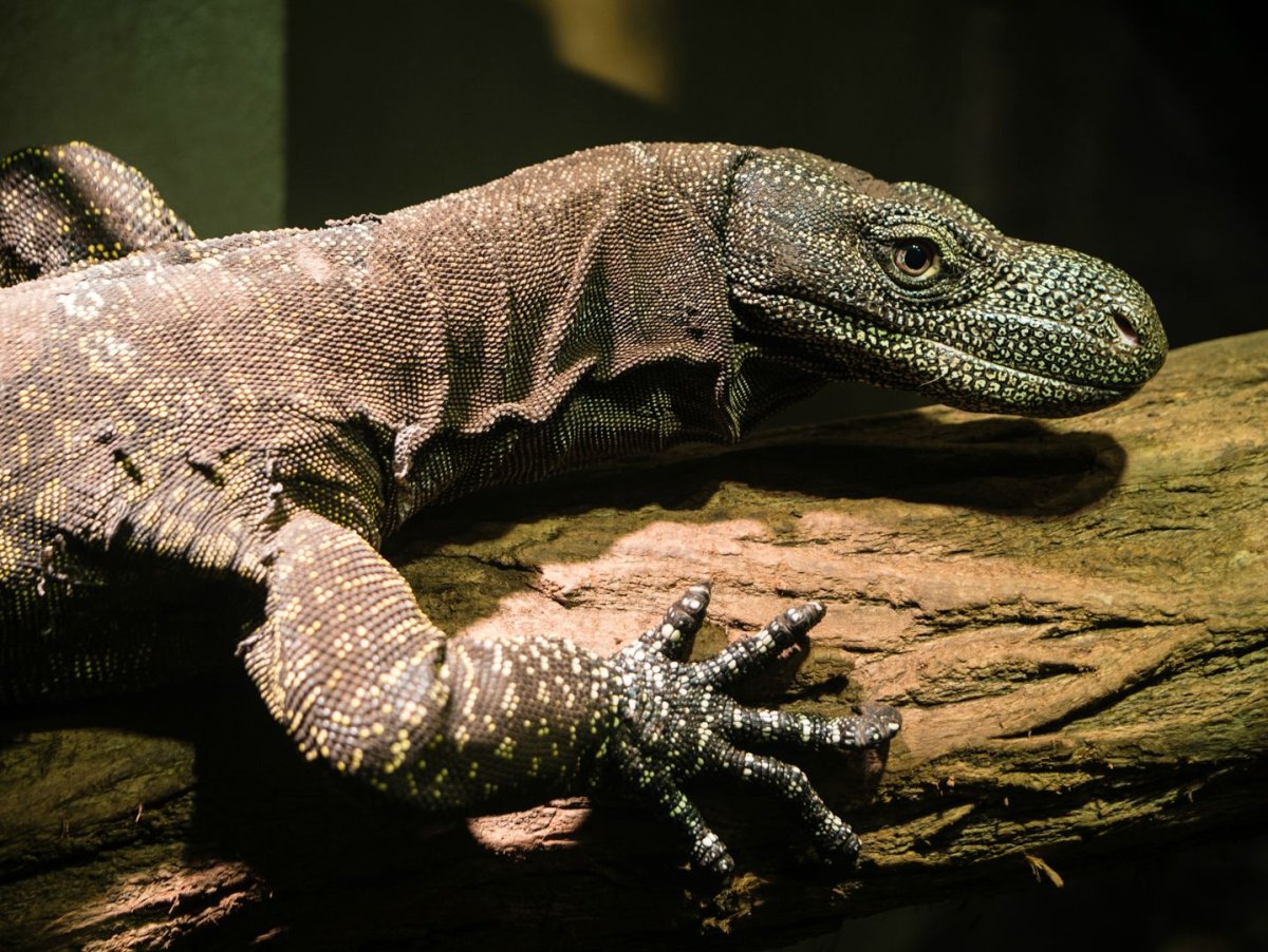 Варан азиатский