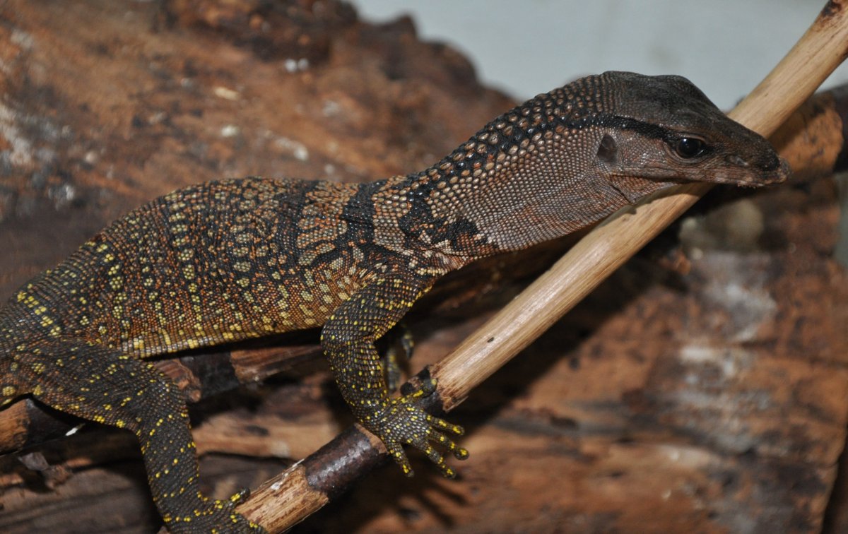 Южноазиатский Варан Пантерик