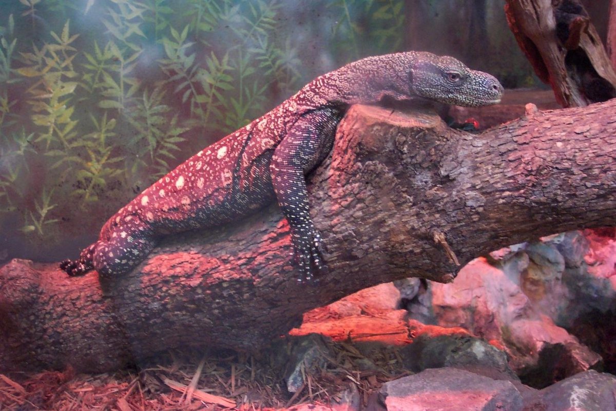 Рыжий Варан