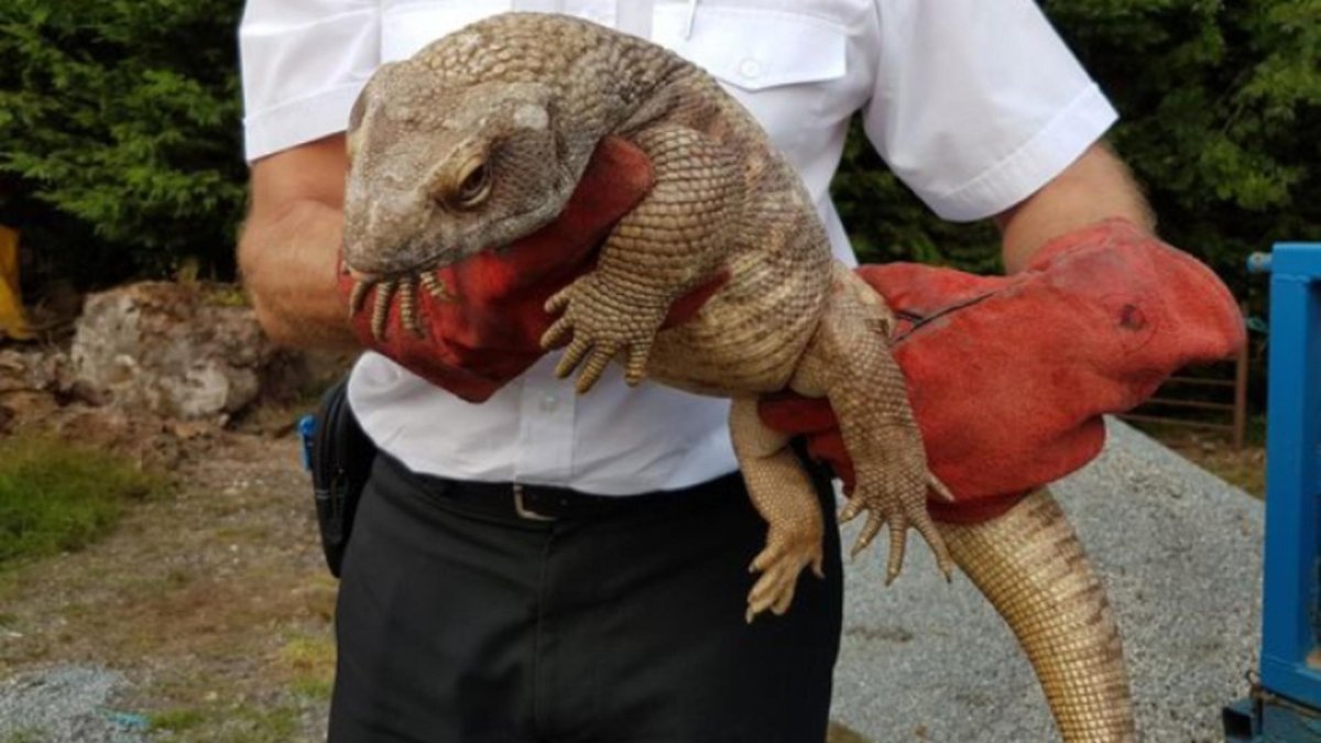 Капский Варан на шлейке