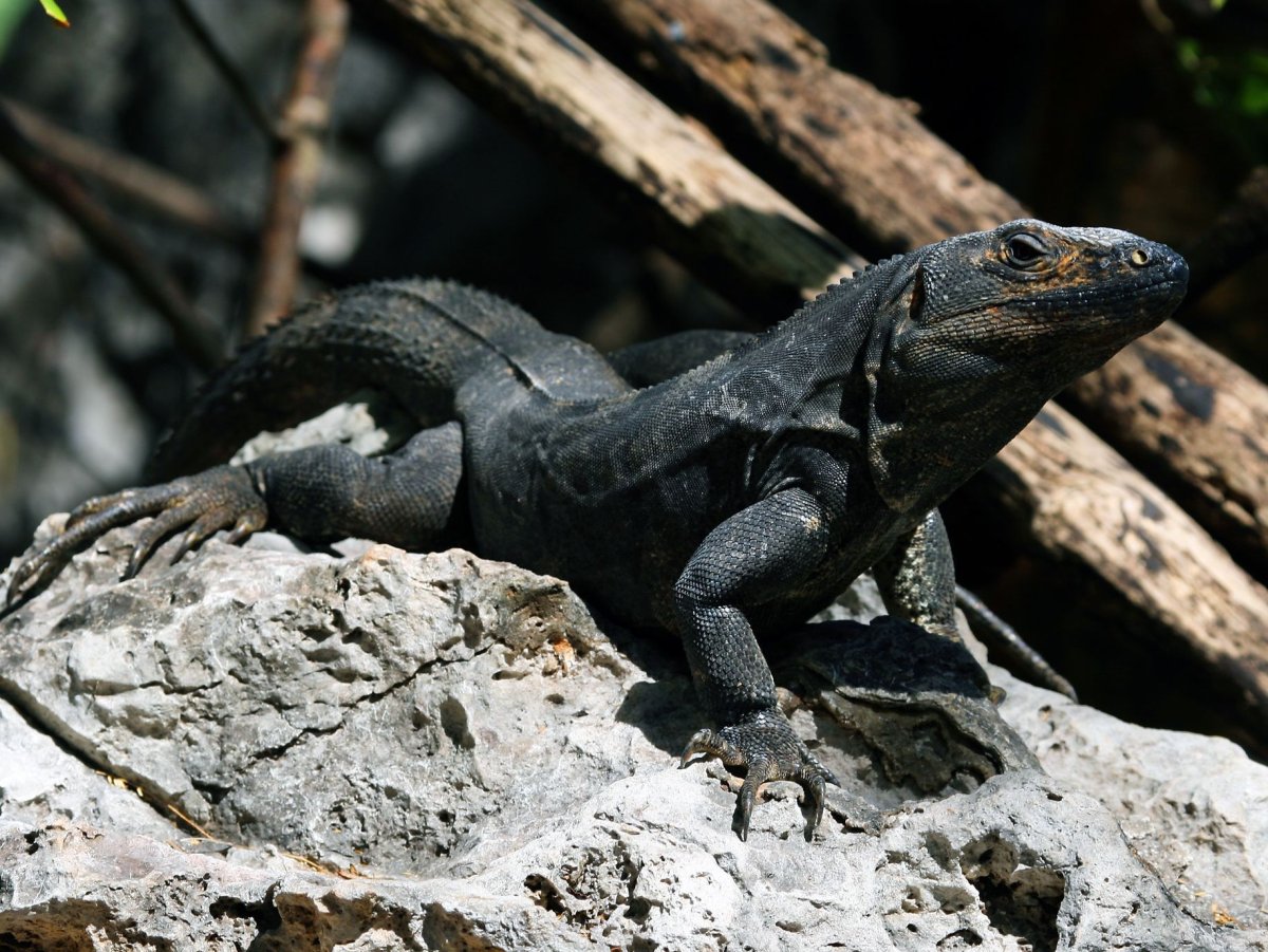 Черная Мексиканская игуана
