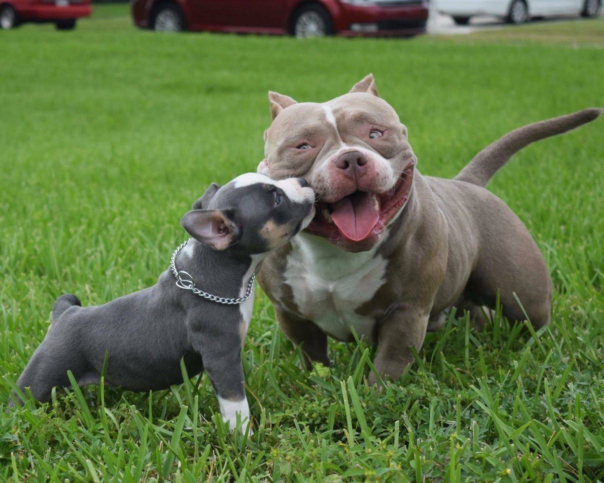 Американский булли покет