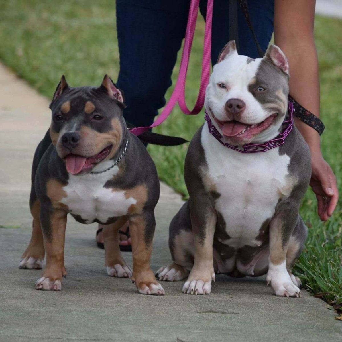 Американский булли покет